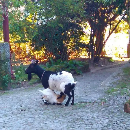 Casa rural Alvores Do Tempo - Quinta De Turismo Rural Castro Daire