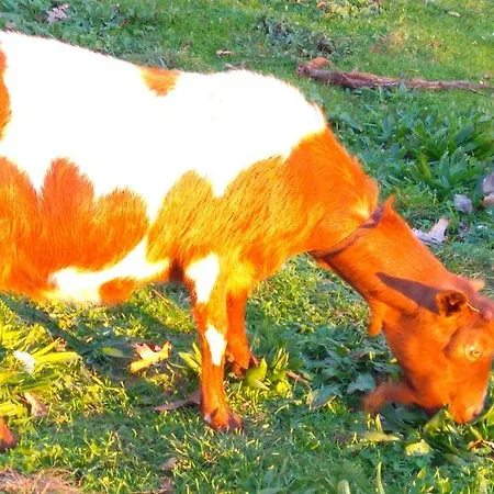 Alvores Do Tempo - Quinta De Turismo Rural Country house Castro Daire